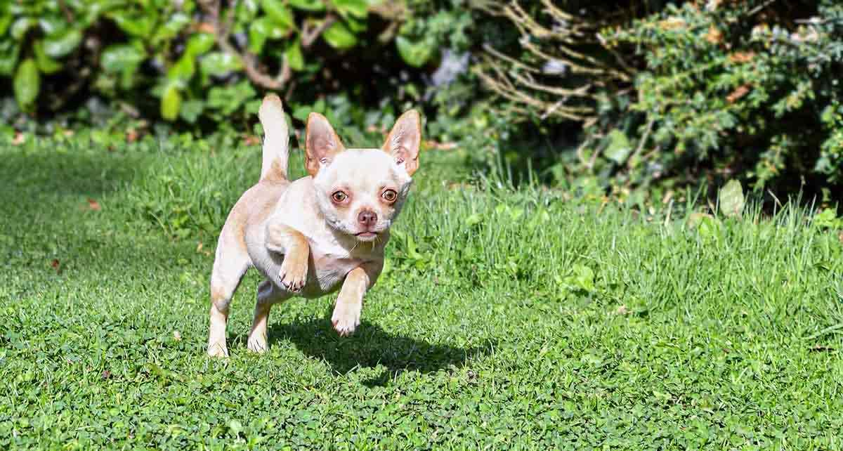 beige chihuahua running on grass