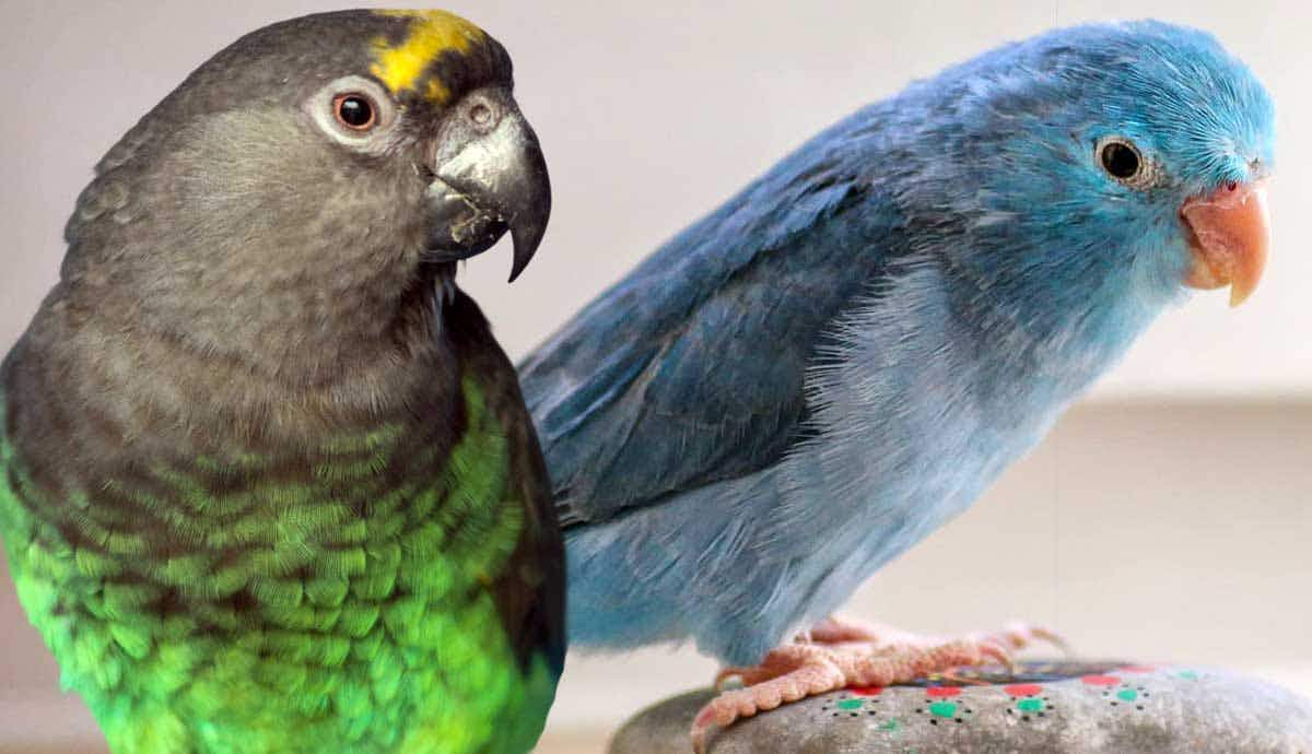 best parrots for apartments