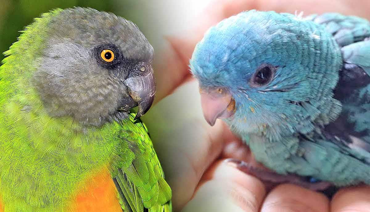 best quiet pet birds