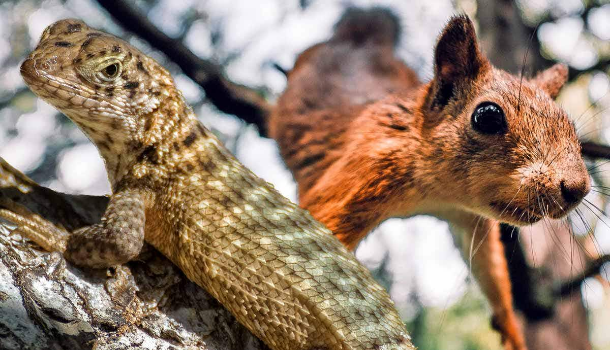 Beyond Cats: Which Other Animals Can Survive High Falls?