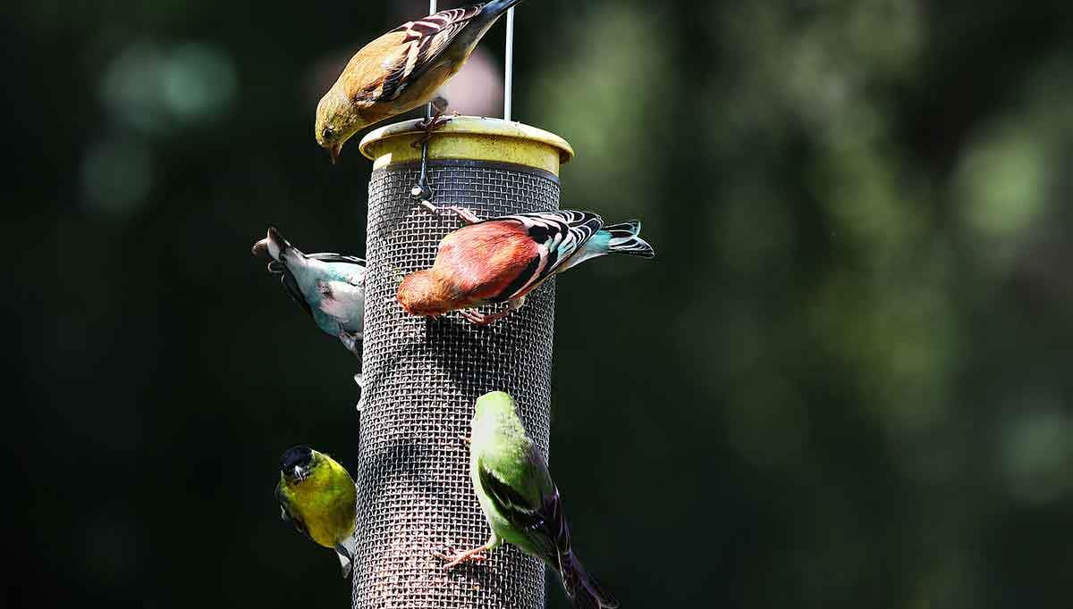 bird feeder with birds