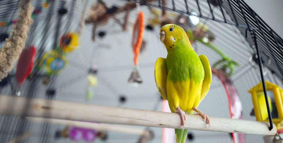 bird in clean cage