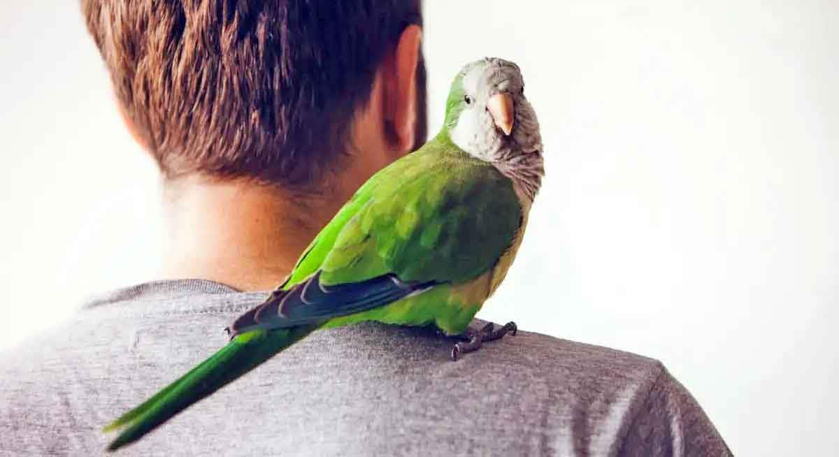 bird on shoulder