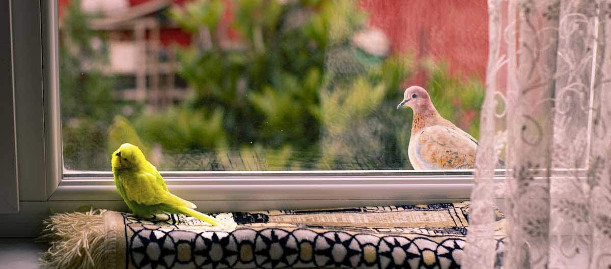 bird sitting window