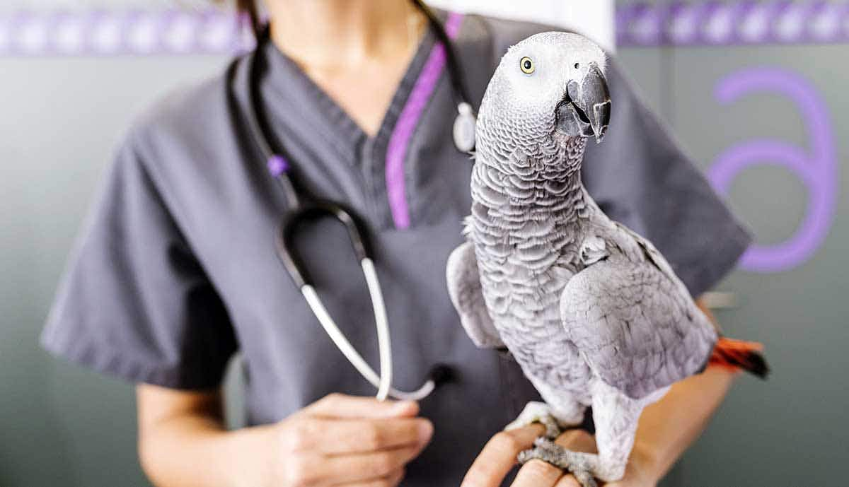 bird with vet