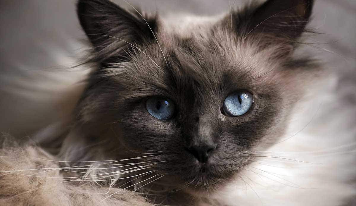 birman cat