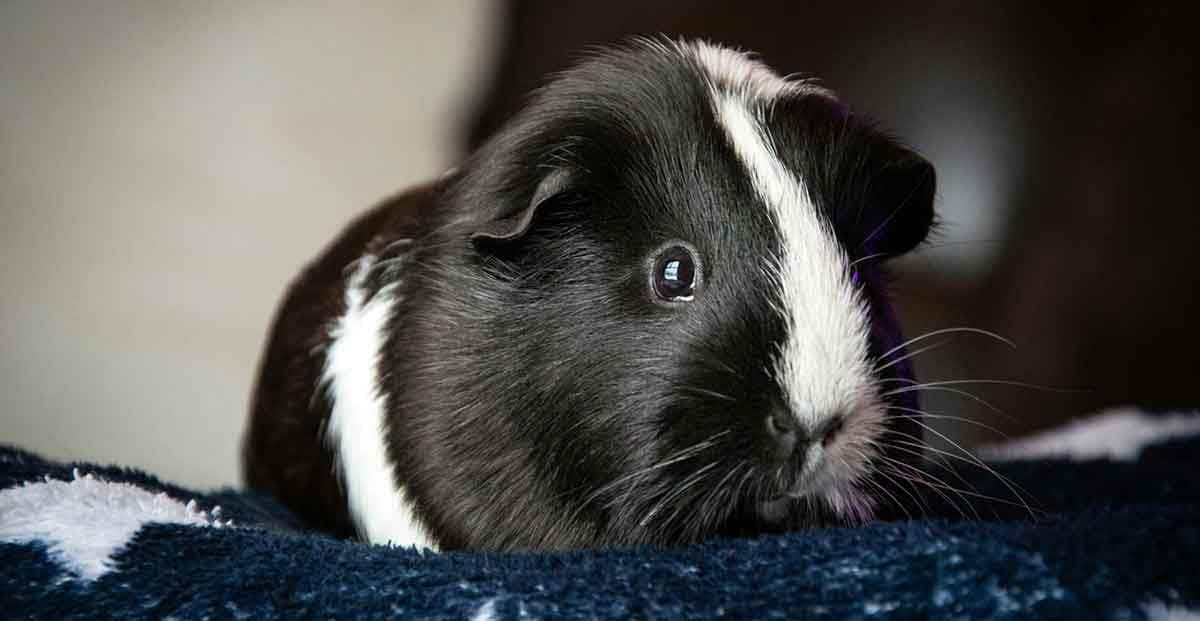 black and white guinea pig