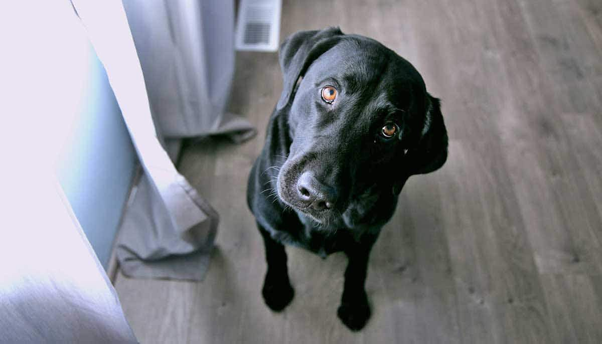 black dog inside looking up at camera