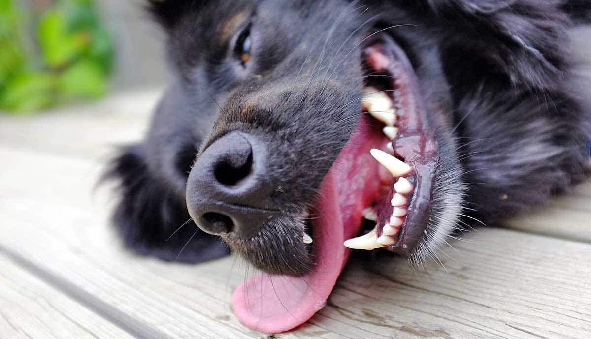 black dog panting