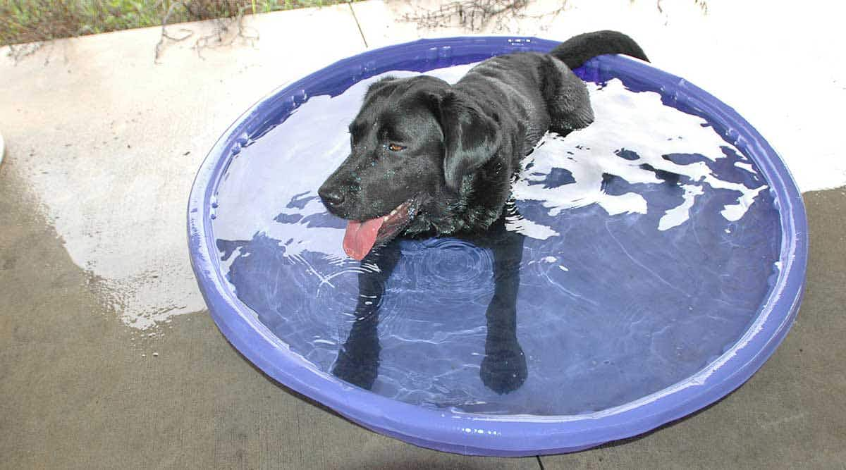 black lab in pool