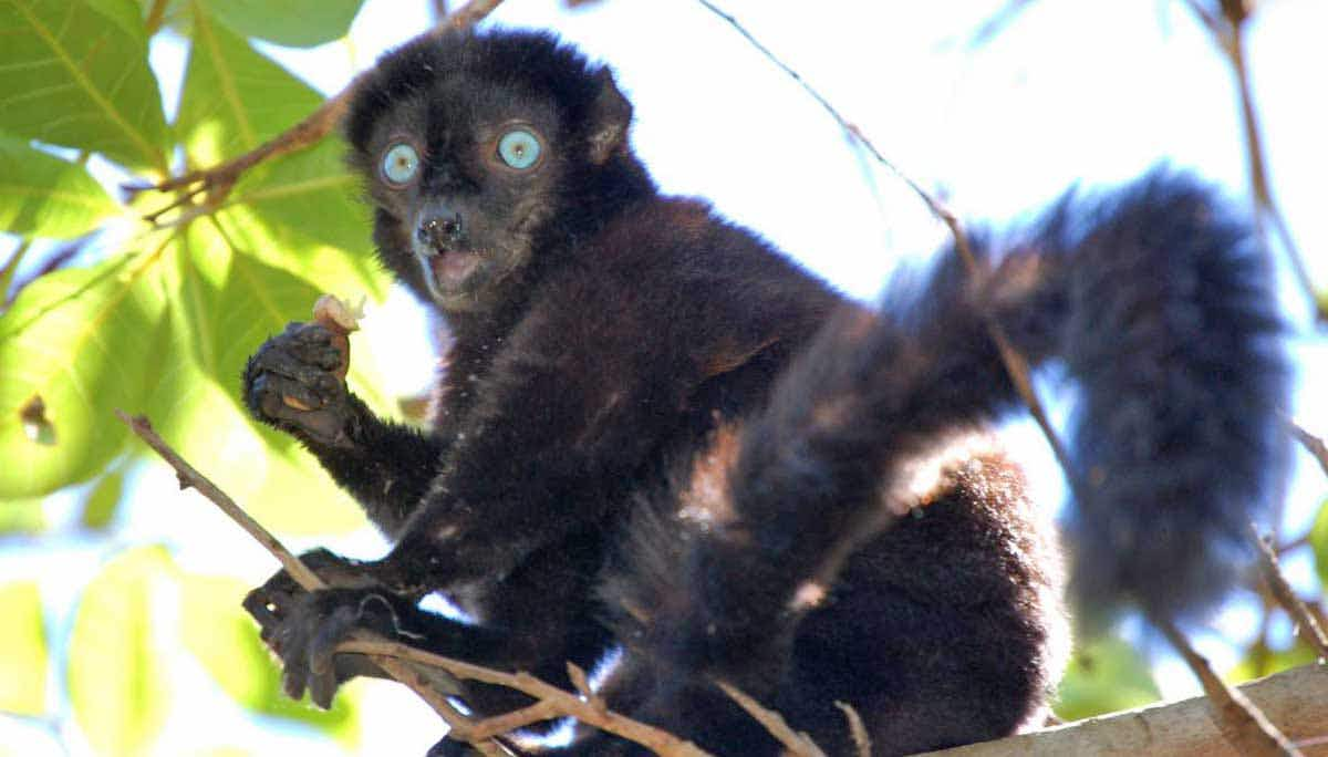 black lemur madagascar