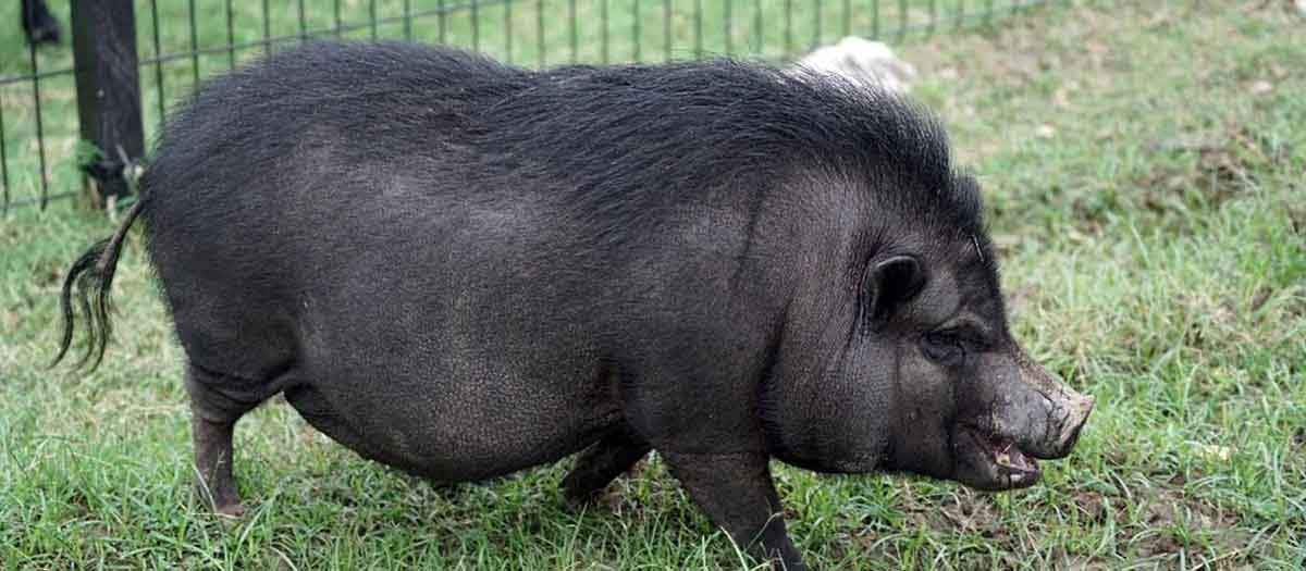 black pig