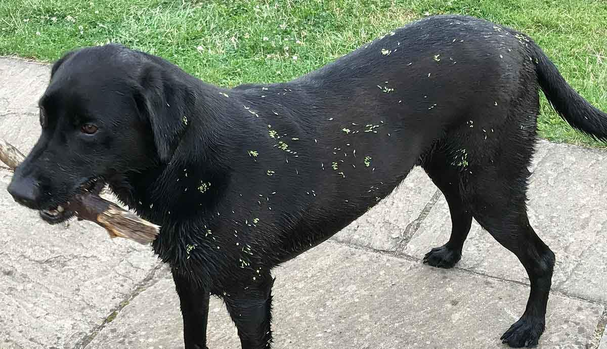 black labrador with hooked geum on coat