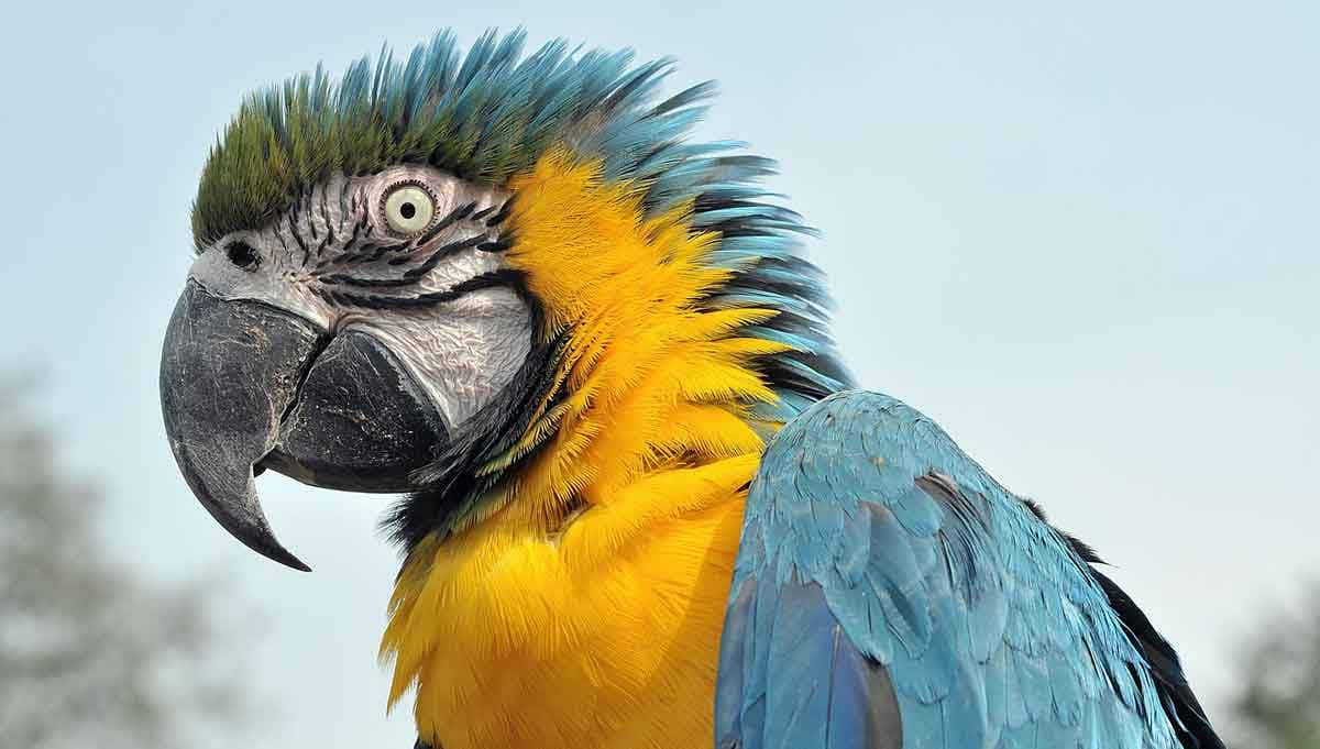 blue and yellow macaw bird