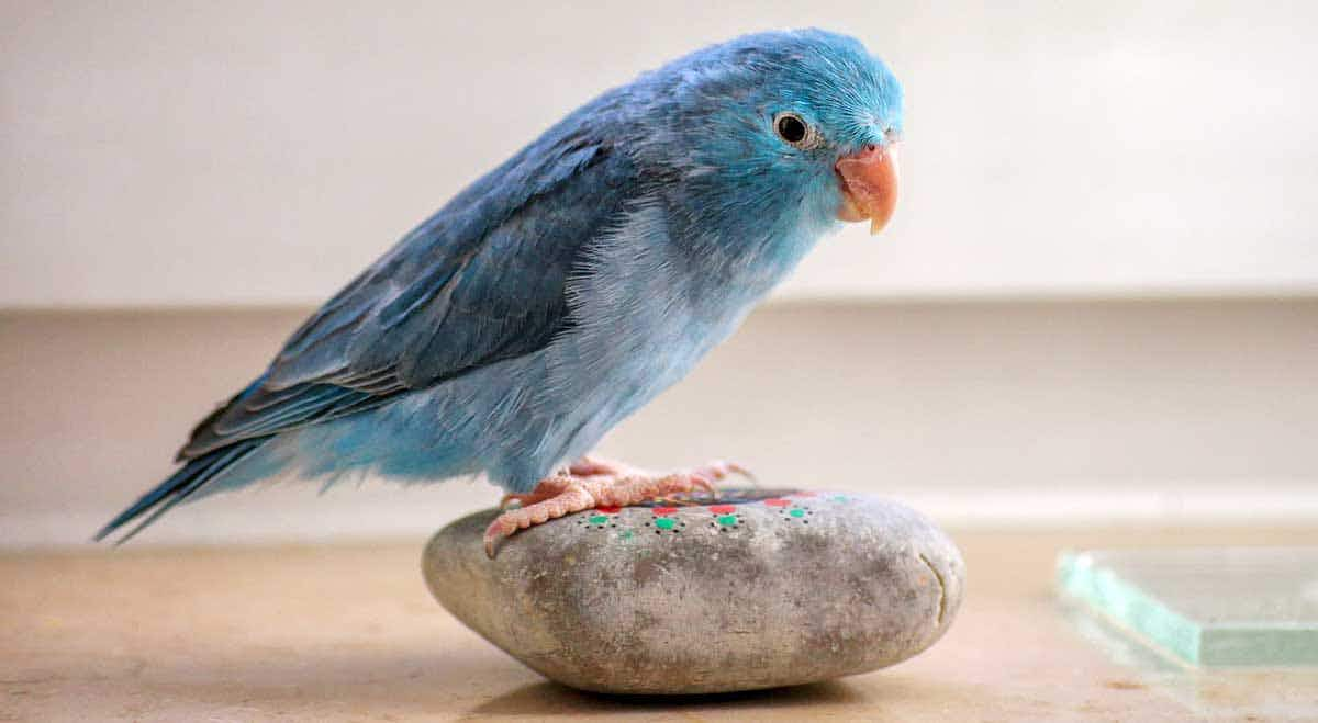 blue parrotlet sitting stone