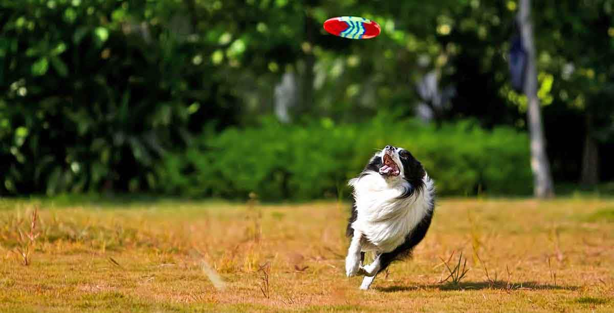 border collie chasing frisbee