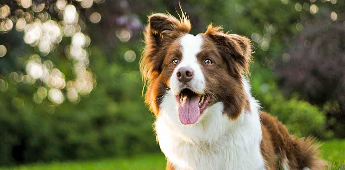 border collie green background