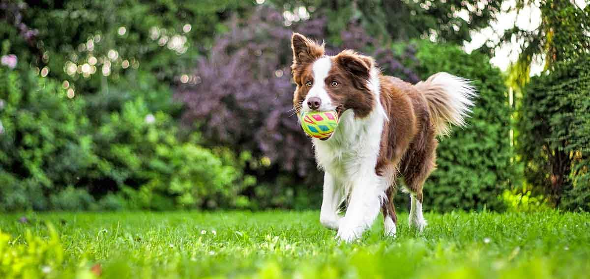 border collie running toy