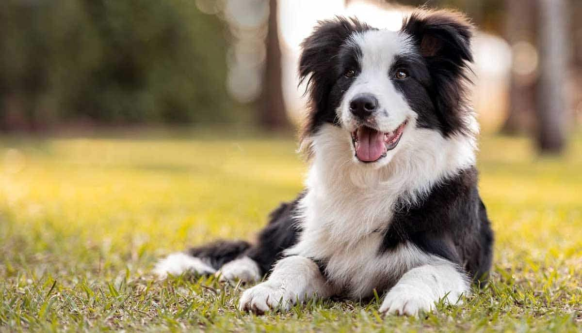 border collie