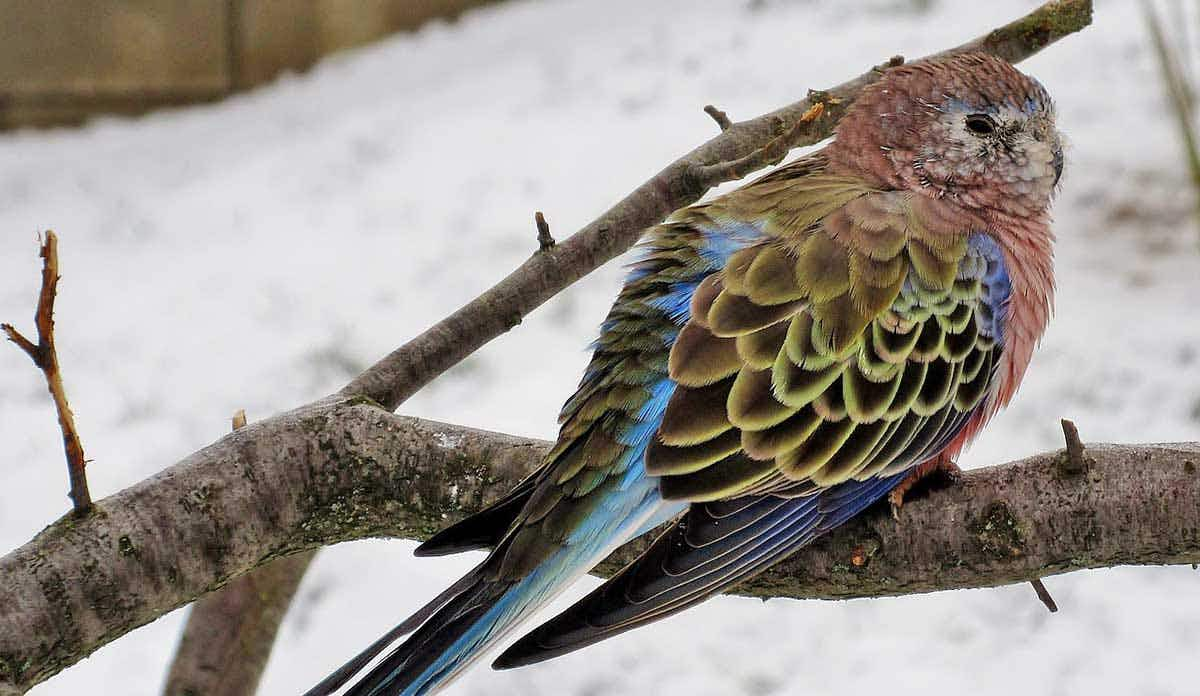 bourke parakeet sitting branch