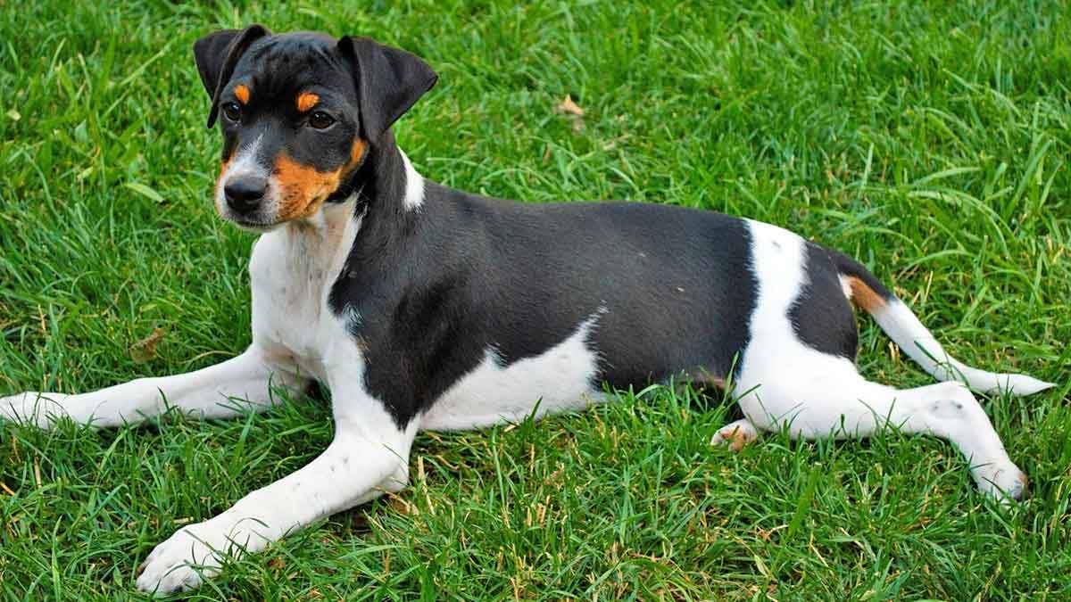 brazilian terrier dog laying in grass