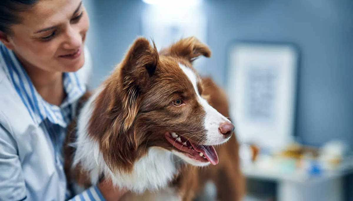 brown and white dog at the vet