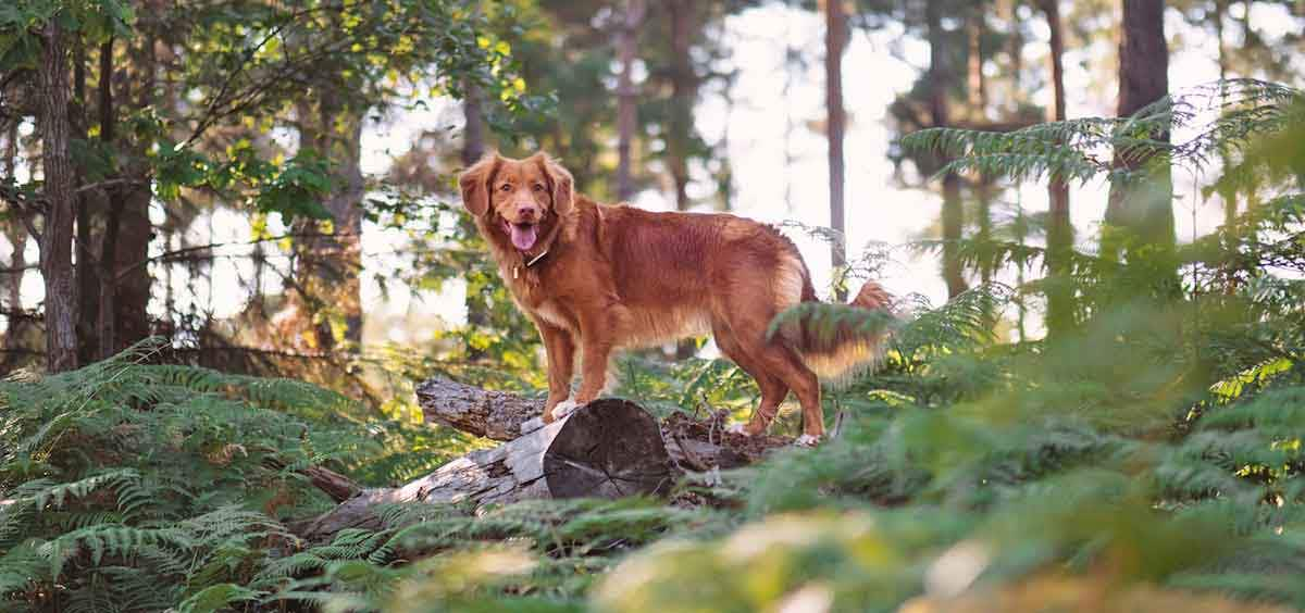 brown dog exploring in forest