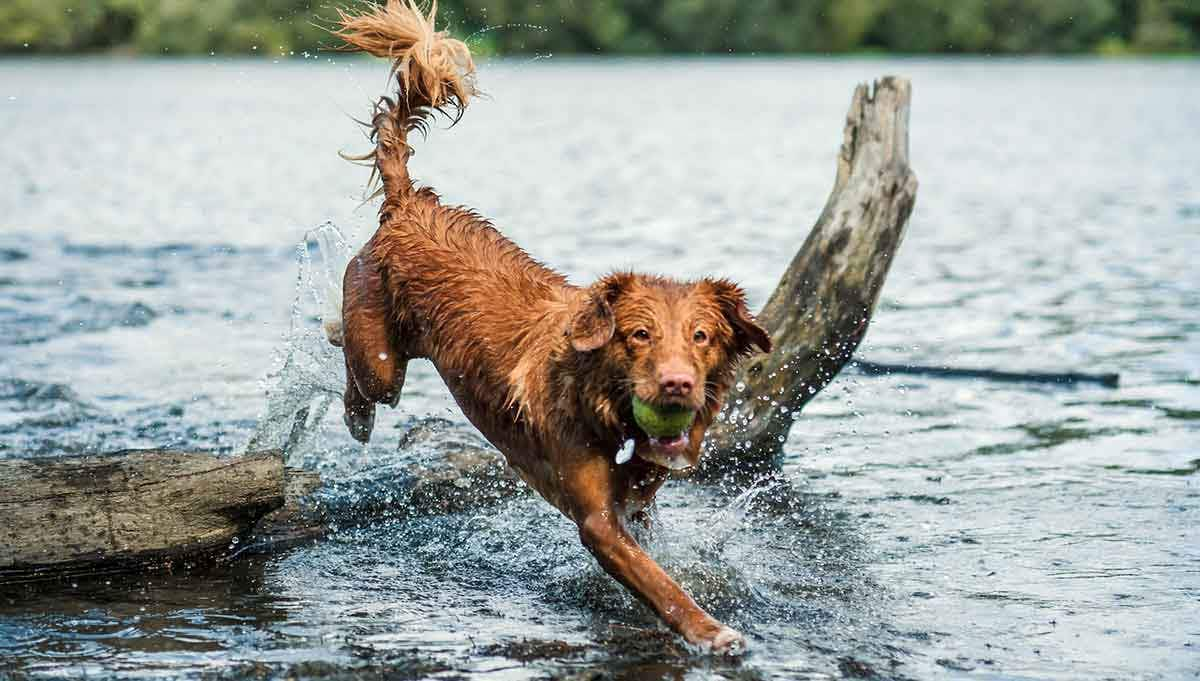 brown dog jumping into water