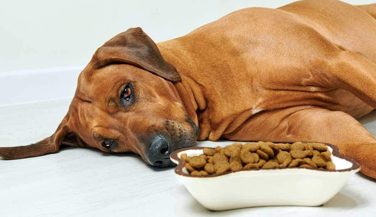 brown dog lying next to food bowl