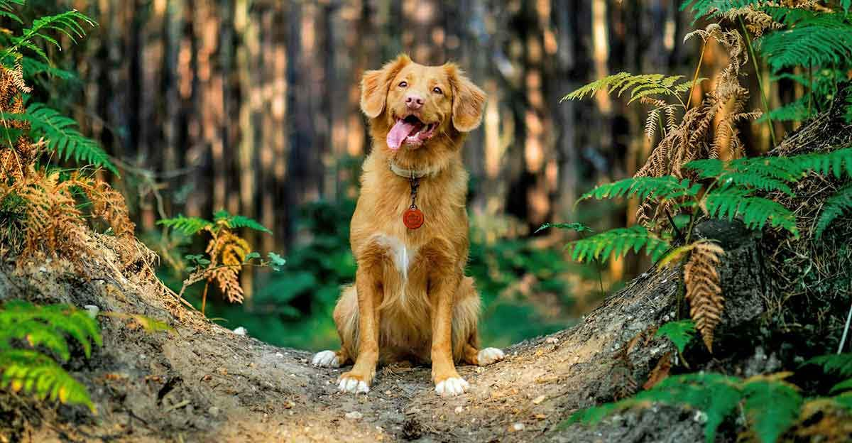 brown dog sitting on path in forest