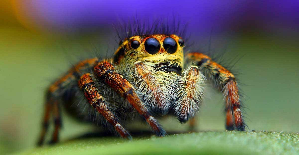 brown jumping spider