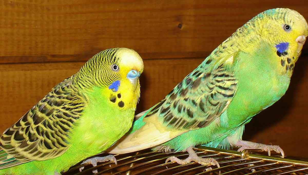 budgerigar birds cage