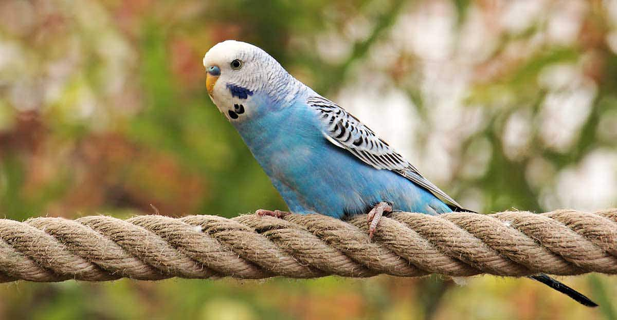 budgie