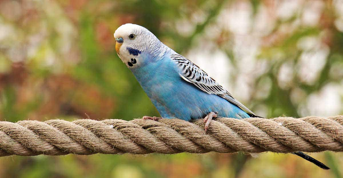 budgie