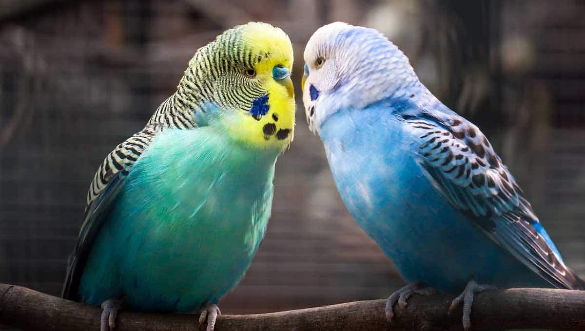 budgies friendship