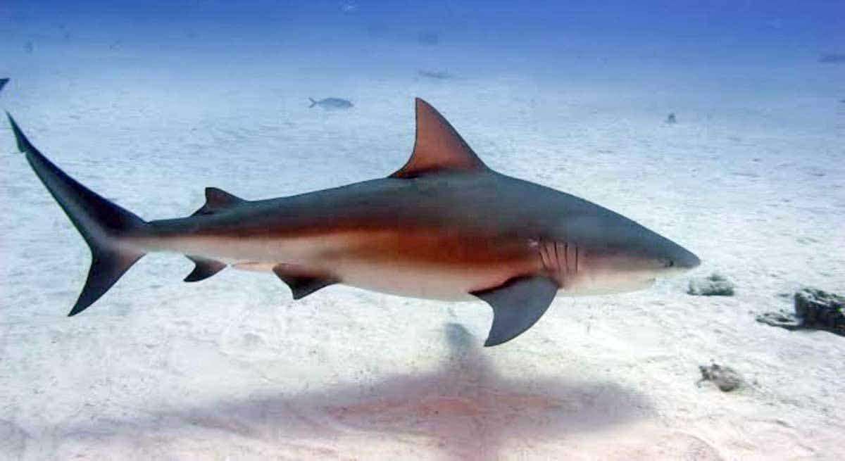 bull shark