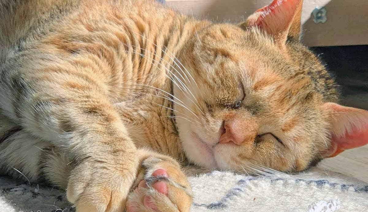 Can Cats Have Asthma? Signs and Treatments