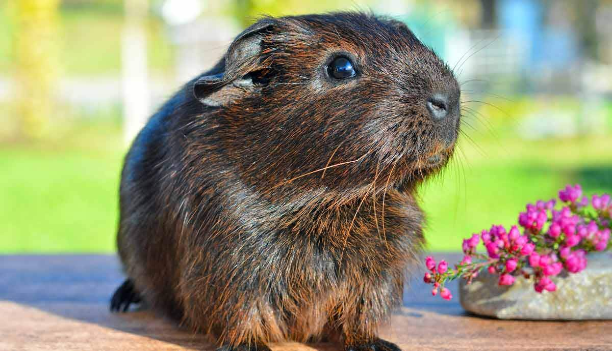 can guinea pigs get lonely