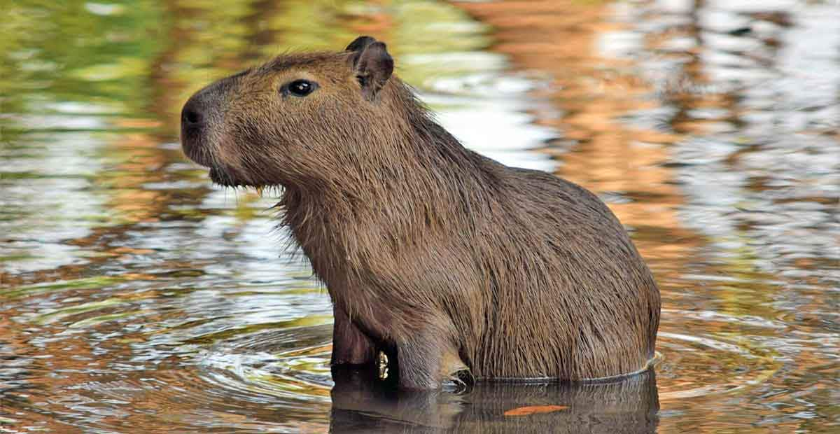 capybara caviidae