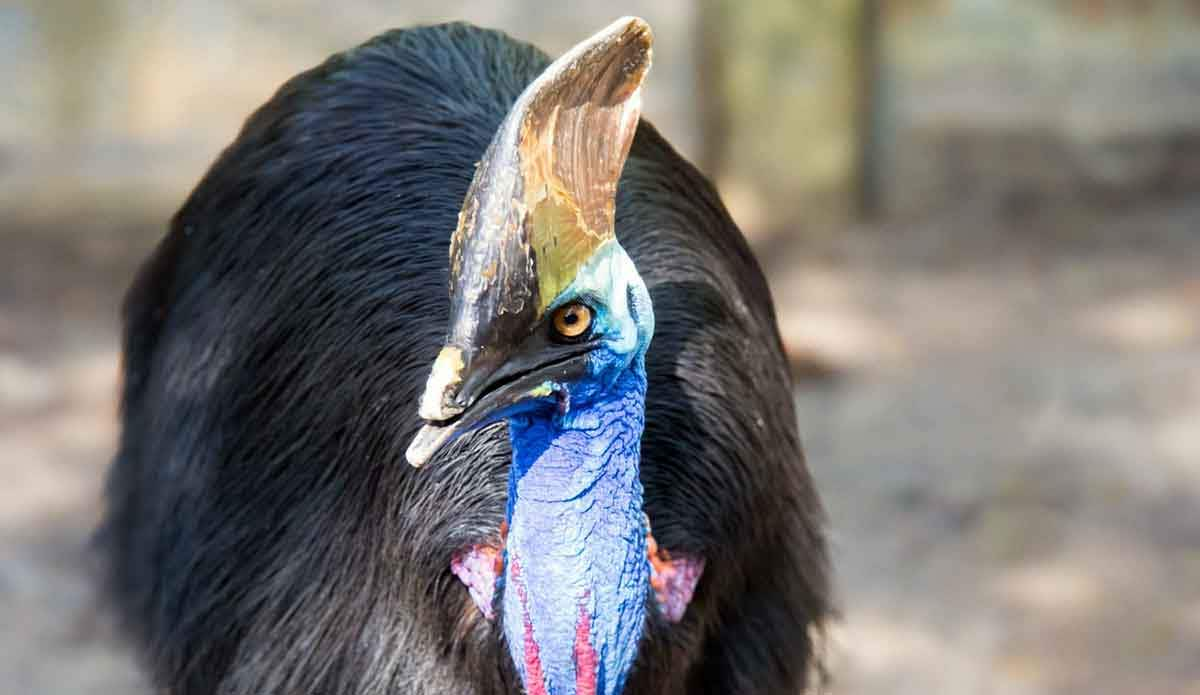 cassowary bird