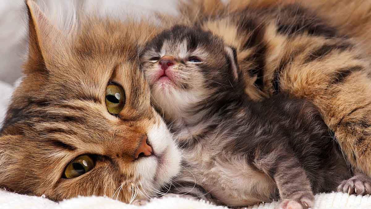 cat and kitten snuggling