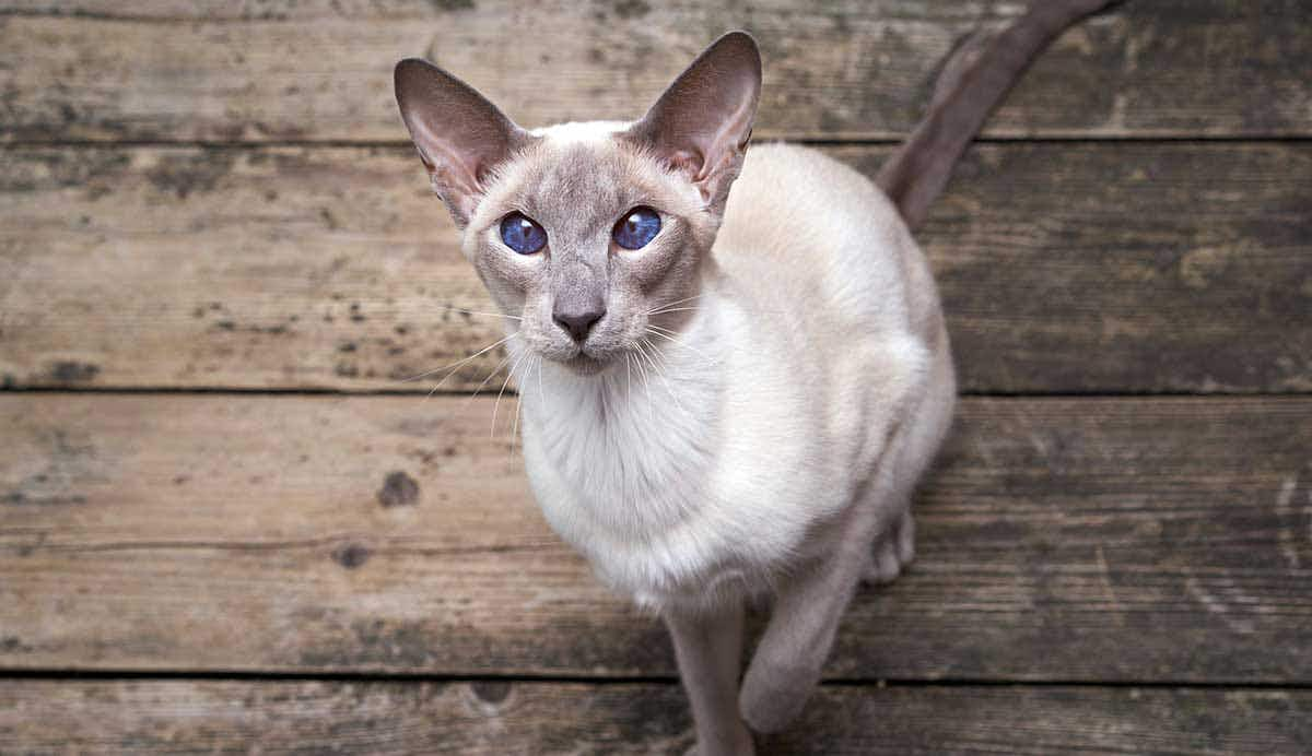 cat asia breed