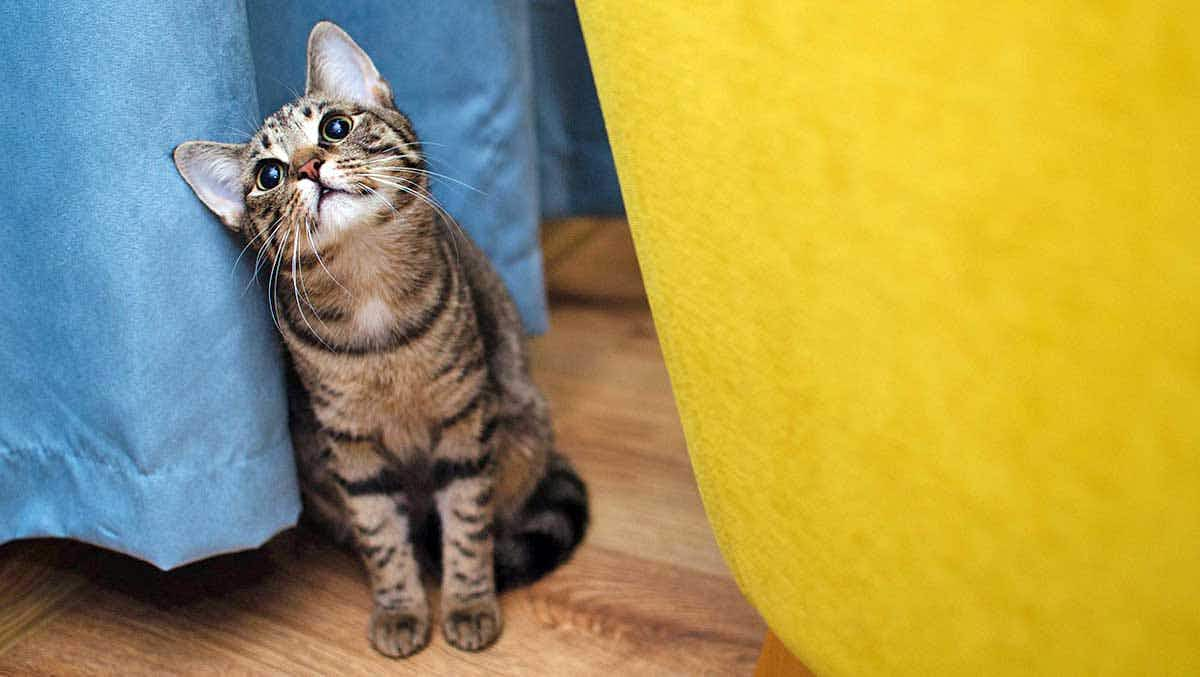 cat blue yellow background