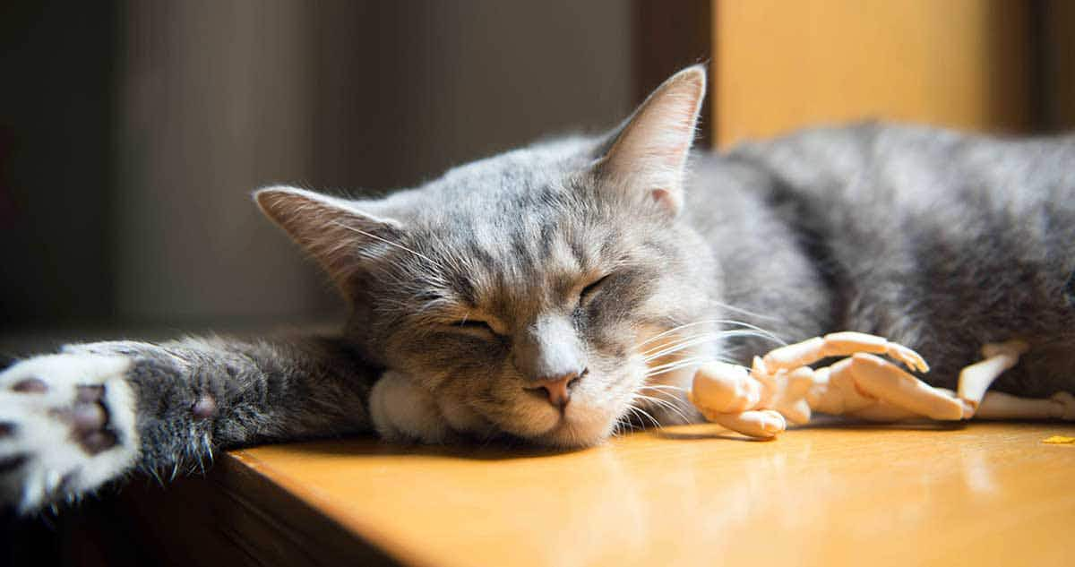 cat bringing toy