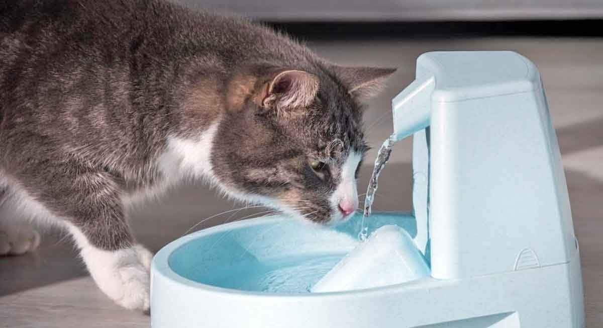 cat drinking water fountain