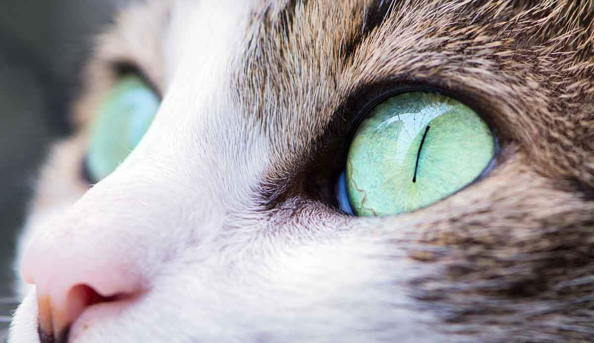 cat eyes close up