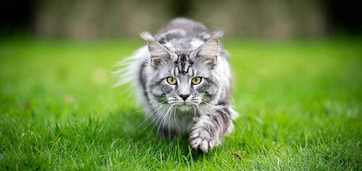 cat free roaming outdoors stalking hunting