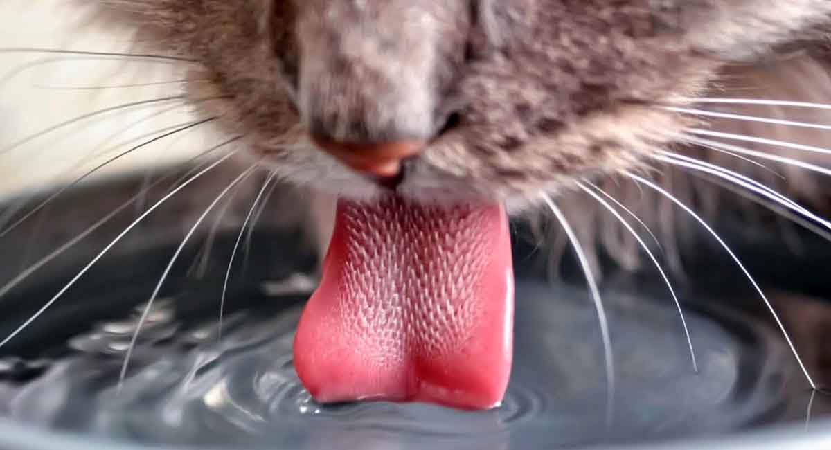 cat licking drinking water