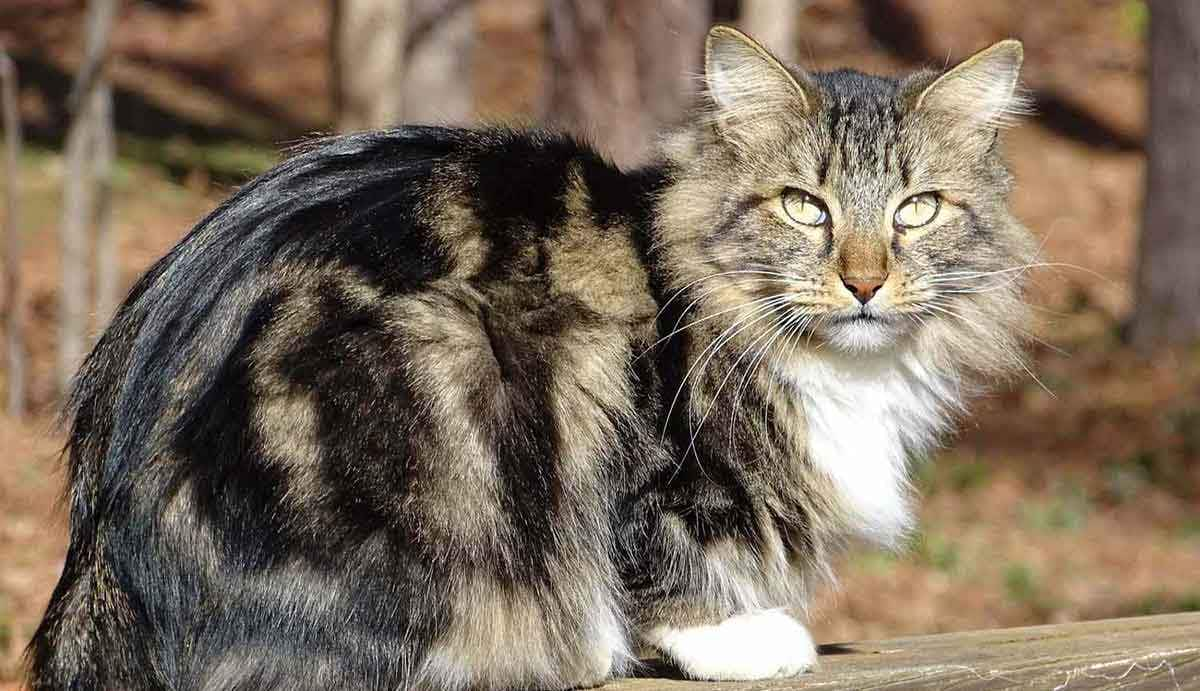 cat long hair