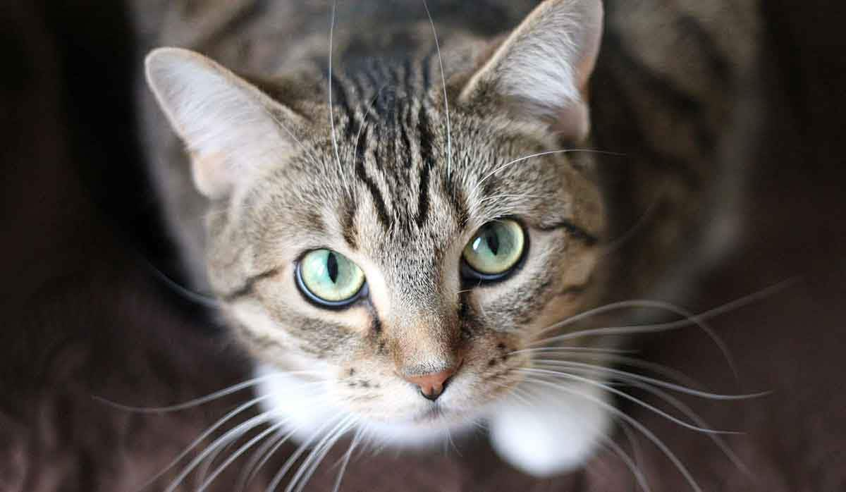 cat looking up